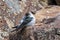 Female Violet-green Swallow