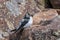 Female Violet-green Swallow