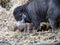 Female Visayan warty pig, Sus cebifrons negrinus, with newborn pups