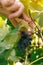 Female viticulturist harvesting grapes in grape yard