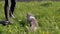 Female Walking a Fat Gray British Cat on a Leash in the Open Air near Home