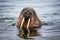 Female walrus looks at camera