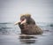 Female walrus looks upward