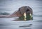 Female walrus plays in the water