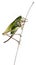 Female wart-biter, a bush-cricket