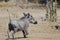 Female warthog veld background