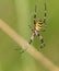 Female Wasp Spider