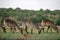 Female water bucks feeding in the savanna