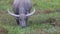 Female Water buffalo or Domestic Asian water buffalo /Bubalus bubalis/ eats grass in the pasture