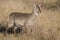 Female waterbuck