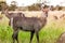 A female waterbuck is on alert in the Kruger park, South Africa.