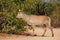 Female waterbuck antelope