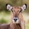 Female Waterbuck Close Up