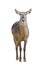 Female waterbuck isolated