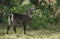 Female Waterbuck (Kobus ellipsiprymnus)