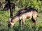 Female Waterbuck (Kobus ellipsiprymnus ellipsiprymnus) browsing on bushes : (pix Sanjiv Shukla)