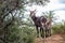 Female Waterbuck (in Latin Kobus Ellipsiprymnus) with small lamb baby