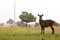 Female waterbuck in nature