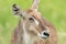 Female Waterbuck Portrait