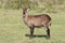 Female waterbuck standing in the african savannah.