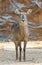 Female waterbuck in zoo