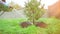 Female watering a freshly planted pine tree in an agricultural field. The concept of gardening, ecology, growth, business. Organic