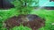 Female watering a freshly planted pine tree in an agricultural field. The concept of gardening, ecology, growth, business. Organic