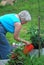 Female watering her tomato garden.