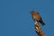 A female western bluebird against a very blue sky