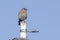 Female western bluebird perched on metal stake