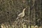 Female Western capercaillie in the branches Wood grouse, Heather