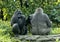 Female Western lowland gorillas, Dallas Zoo