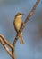 Female Western Spindalis Warbler on a branch