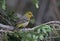 Female Western Tanager