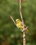 Female western tanager