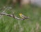 Female Western Tanager