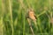 Female whinchat