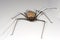 Female whip spider