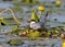 A female whiskered tern Chlidonias hybrida sits on a nest