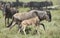 Female White Bearded Wildebeest running with its new born calf,