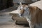 Female of white bengal tiger.