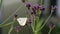 A female white butterfly is busy feeding on a flower