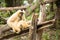 Female white cheeked gibbon