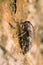 Female white-clouded longhorn beetle, Mesosa nebulosa laying eggs on hazel wood