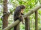 Female white-faced saki sits on branch