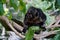 Female white-faced saki in the zoo in Karlsruhe