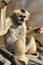 Female white gibbon eating red fruit