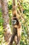 Female white handed Gibbon Hylobatidae lar hanging from a branch in a tree in Trang rovince, Thailand