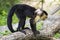 Female white-headed capuchin with baby - Cebus capucinus