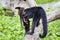 Female white-headed capuchin with baby - Cebus capucinus